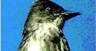 B.C. birds at risk: populations plummet