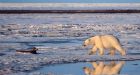 Arctic temperatures at record highs