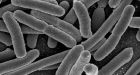 North Bay outbreak worst since Walkerton