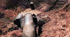 6 pipeline incidents occurred in B.C. in past 3 years