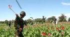 Soldiers to target Afghan drug labs, not poppy fields