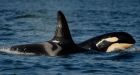 Seven orcas missing from Washington State waters
