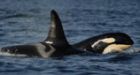 Seven orcas feared dead off B.C. southern coast
