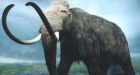 Frozen mice cloned; wooly mammoths on horizon