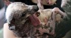 World's ugliest dog dies