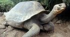 Galapagos bachelor tortoise struggles to be a dad