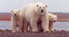 Joint study needed on Baffin Bay polar bear numbers