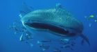 Shark-cam captures ocean motion
