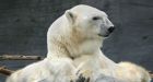 Winnipeg zoo euthanizes world's oldest polar bear