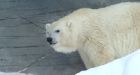 Oldest polar bear dies at Winnipeg zoo