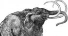 Scientists sequence most of extinct woolly mammoth's genome