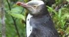 Scientists find new penguin, extinct for 500 years