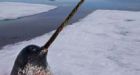 Number of narwhals trapped in Arctic ice could be 4 times higher than thought