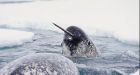 Narwhal cull approaches 600 near Pond Inlet