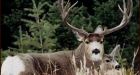 Deer gets revenge after hunter shoots him