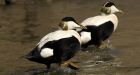 Avian cholera threatens Arctic eider duck colonies: scientists