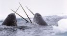 Inuit leaders dismayed by protests from southerners over narwhal cull