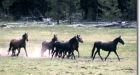 B.C. government paid to have wild horses shot