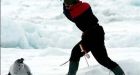 Ottawa changes seal hunt rules