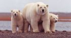 Arctic polar bears face uncertain future