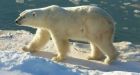 Polar bears in western Arctic going hungry