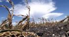 Rising temperatures could create global food crisis by end of century