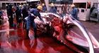 Protests or not, Japan keeps eating whale