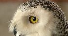 Snowy owls going hungry on P.E.I.