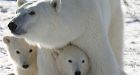 Science clashes with Inuit tradition as experts meet to decide fate of polar bear