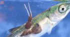 B.C. First Nation spawning salmon lawsuit