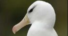 Lifeline for endangered albatross
