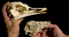 China's Gobi desert source of rare dinosaur find