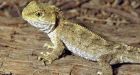 Rare reptile hatchling found on New Zealand mainland