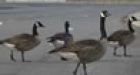 Kill those geese, feed them to poor: Tory senator