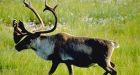 Threatened caribou hunted in N.L. despite warning