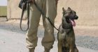 Dog sniffs out landmines for Canadian troops