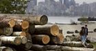 Harper 'disappointed' with new U.S. duty on Canadian softwood lumber