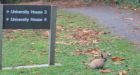 Bunny battle goes ballistic at UVic campus