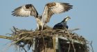 Nesting ospreys knock power out for almost 10,000 in Fredericton area