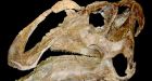 Duck-billed dinosaur discovered in Alberta likely a new species