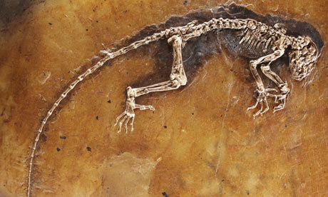 47-million-year-old primate fossil unveiled