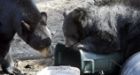 Port Coquitlam considering new bear bylaw
