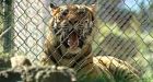 Pet tiger faces eviction from Highlands, B.C., property