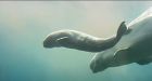 Beluga whale gives birth at Vancouver Aquarium