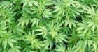 $2.3M grow-op discovered in farm blaze