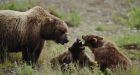 Alberta men recovering from grizzly sow attack