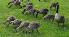 N.B. naturalists cry foul over impact of Canada geese invasion