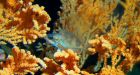 Expedition to study Canada's deep sea corals by submarine