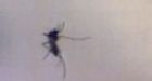 Scientists use mosquitoes to fight malaria