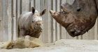 Rare baby rhino makes debut at zoo